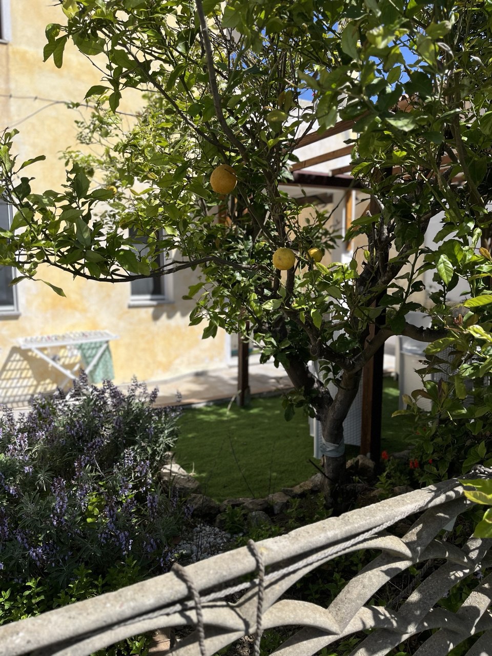 Limoni nel giardino